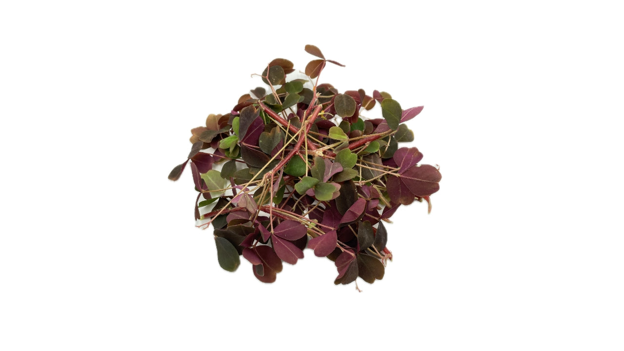 Skovsyre rød 50g (8)