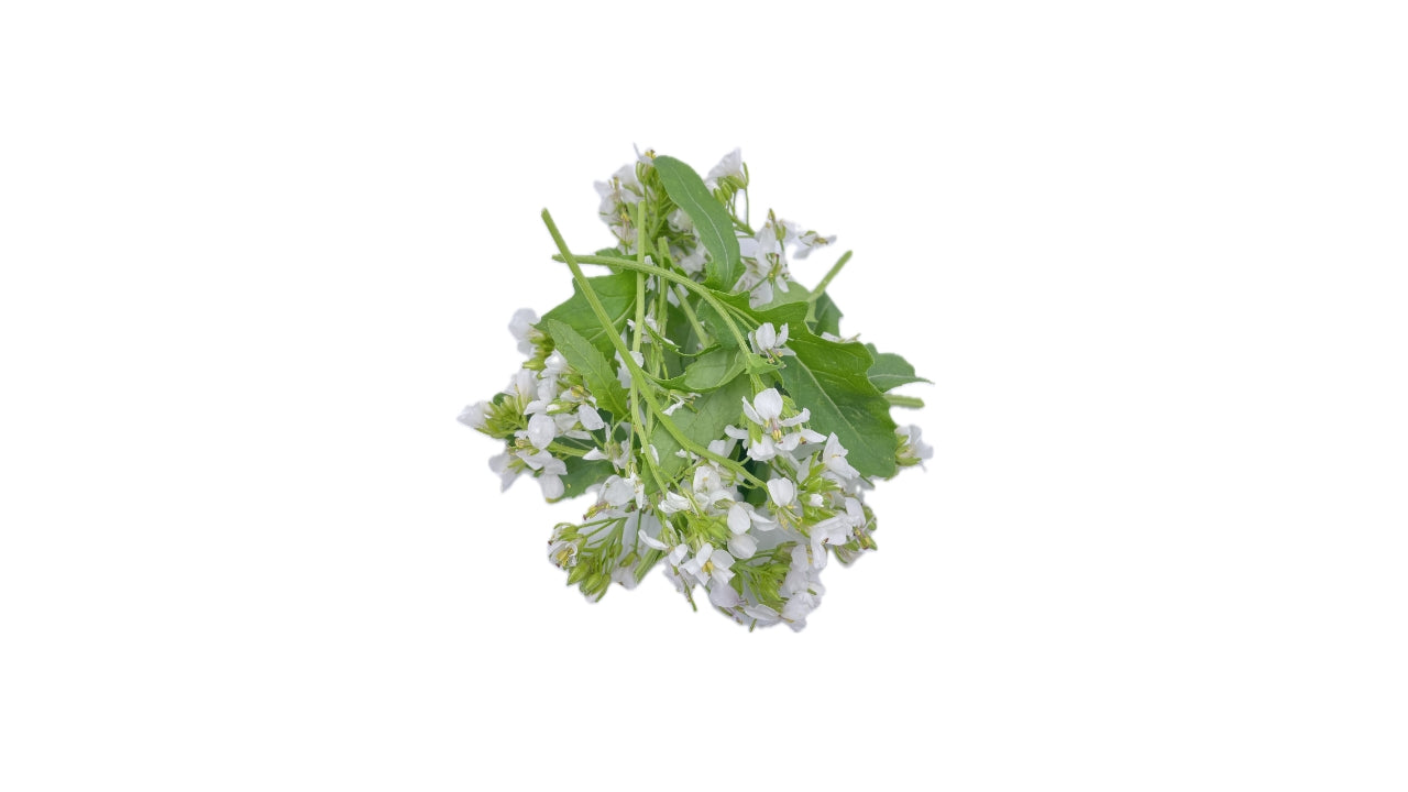 Spiseblomst Wasabiblomst min 10stk (5)