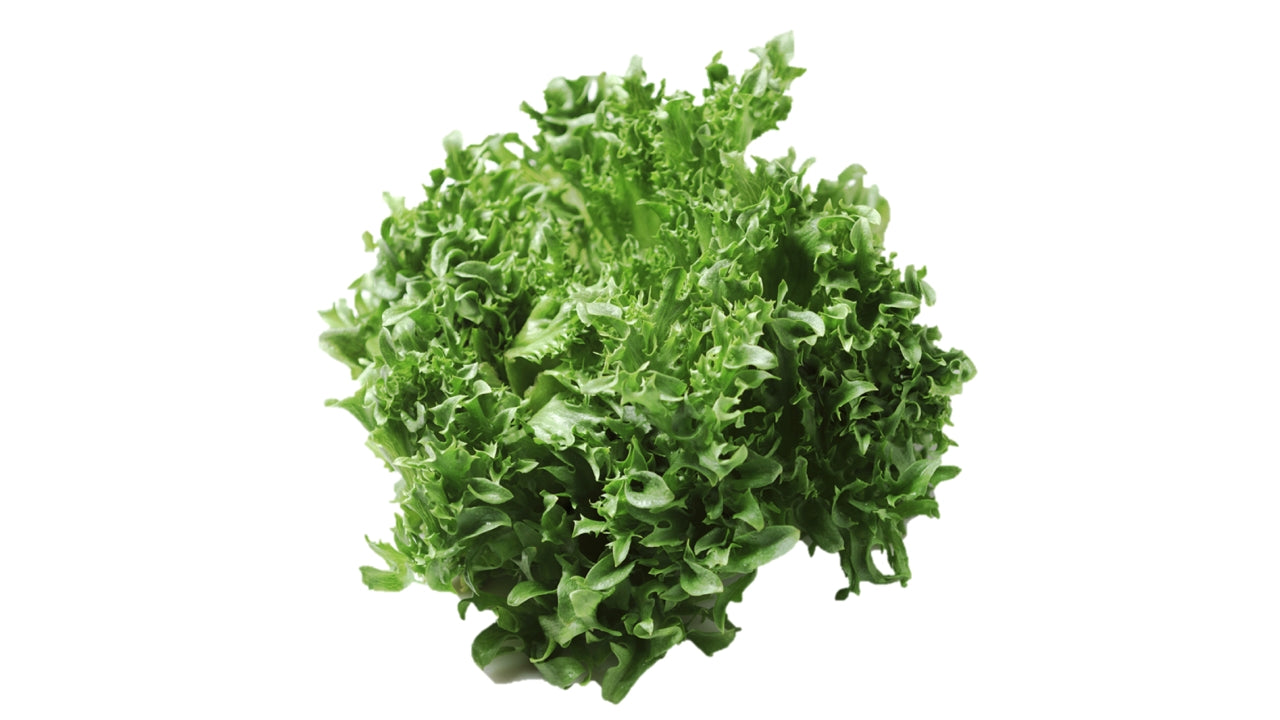 Salat Frillice drivhus (8)