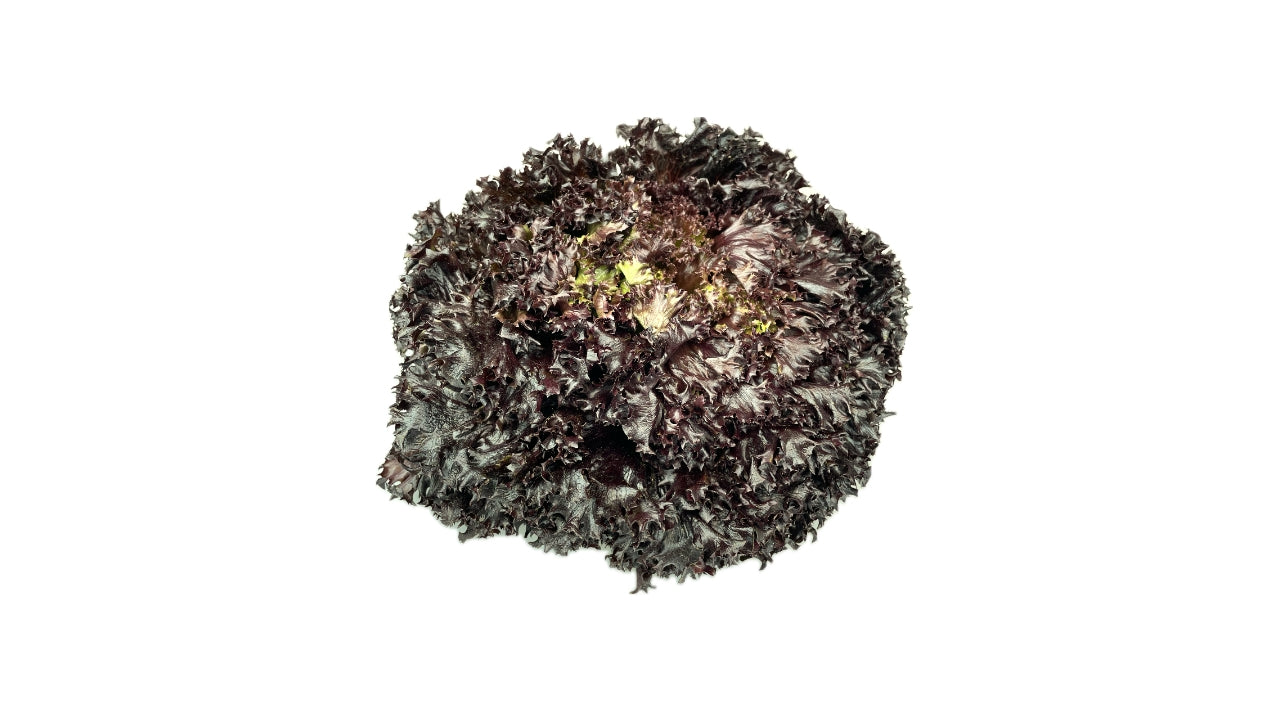 Salat Lollo Rossa drivhus (8)