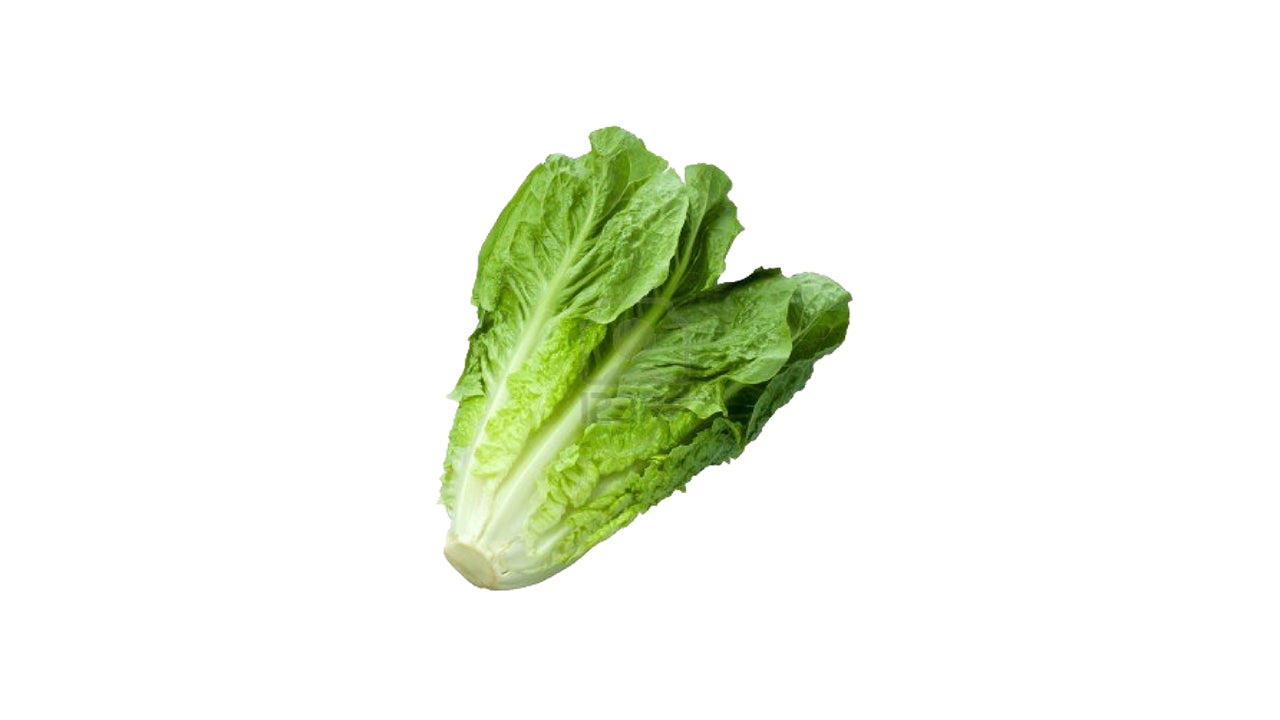 Øko Salat Romaine (8)
