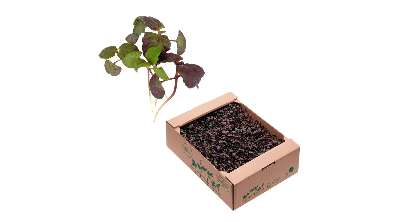 Karse Rød Shiso DK 1 krt