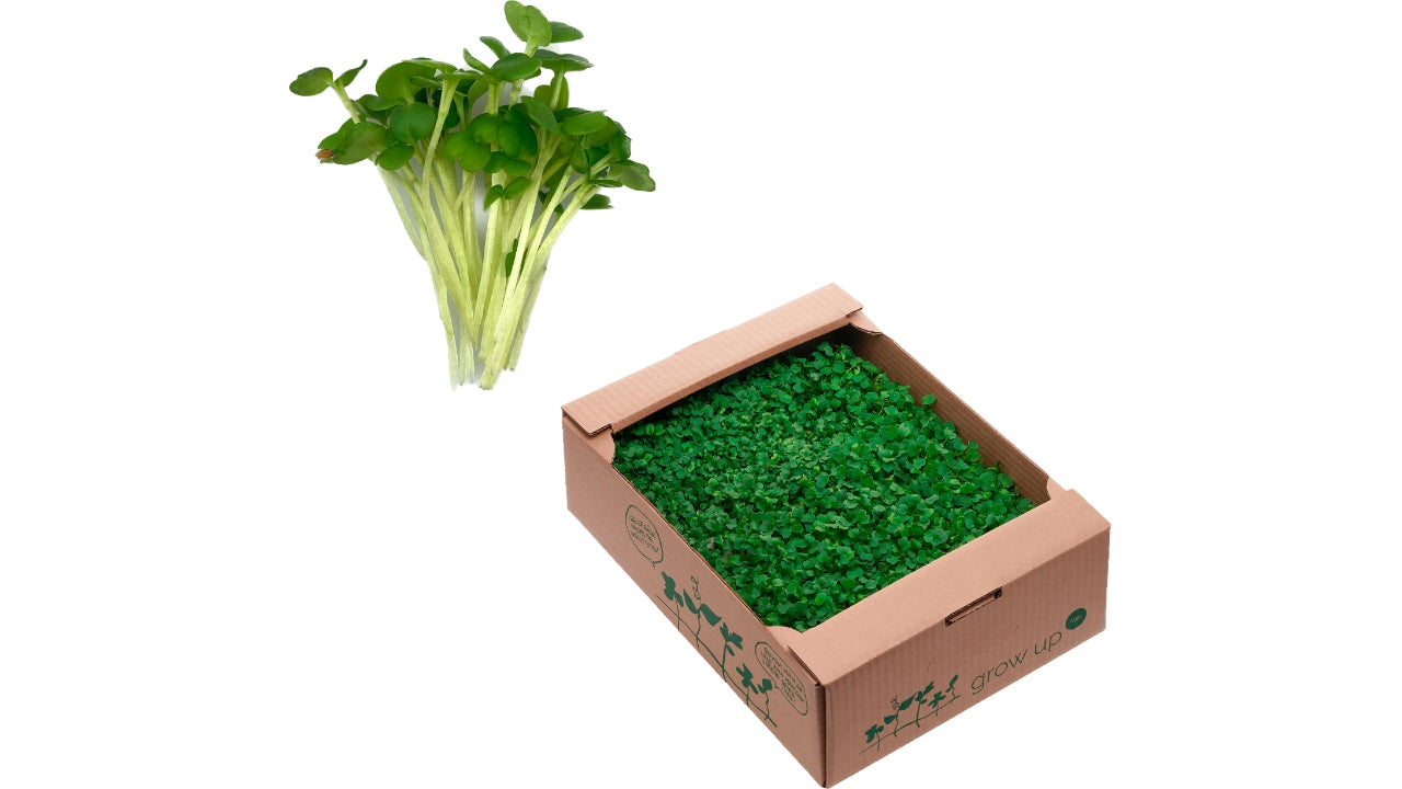 Øko Karse Rucola