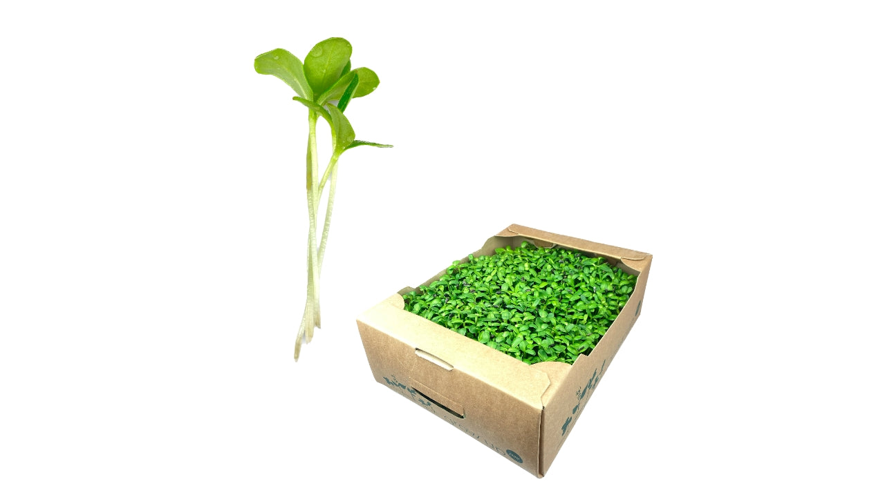 Øko Karse Borage