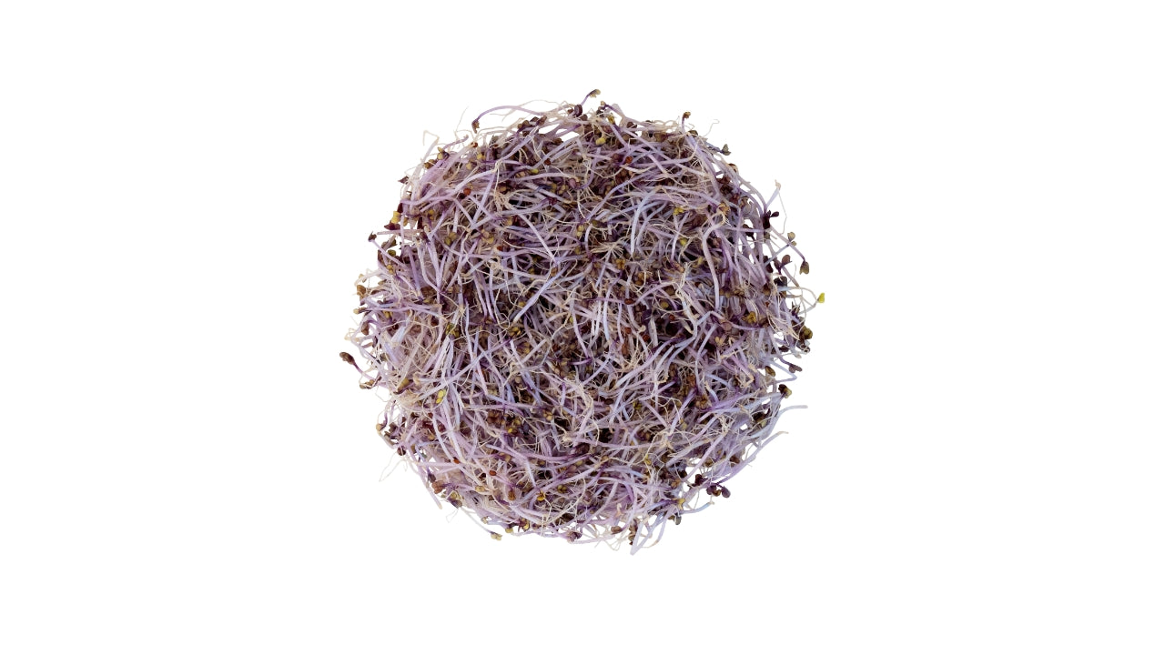 Øko Spirer Rødkål 50g (8)