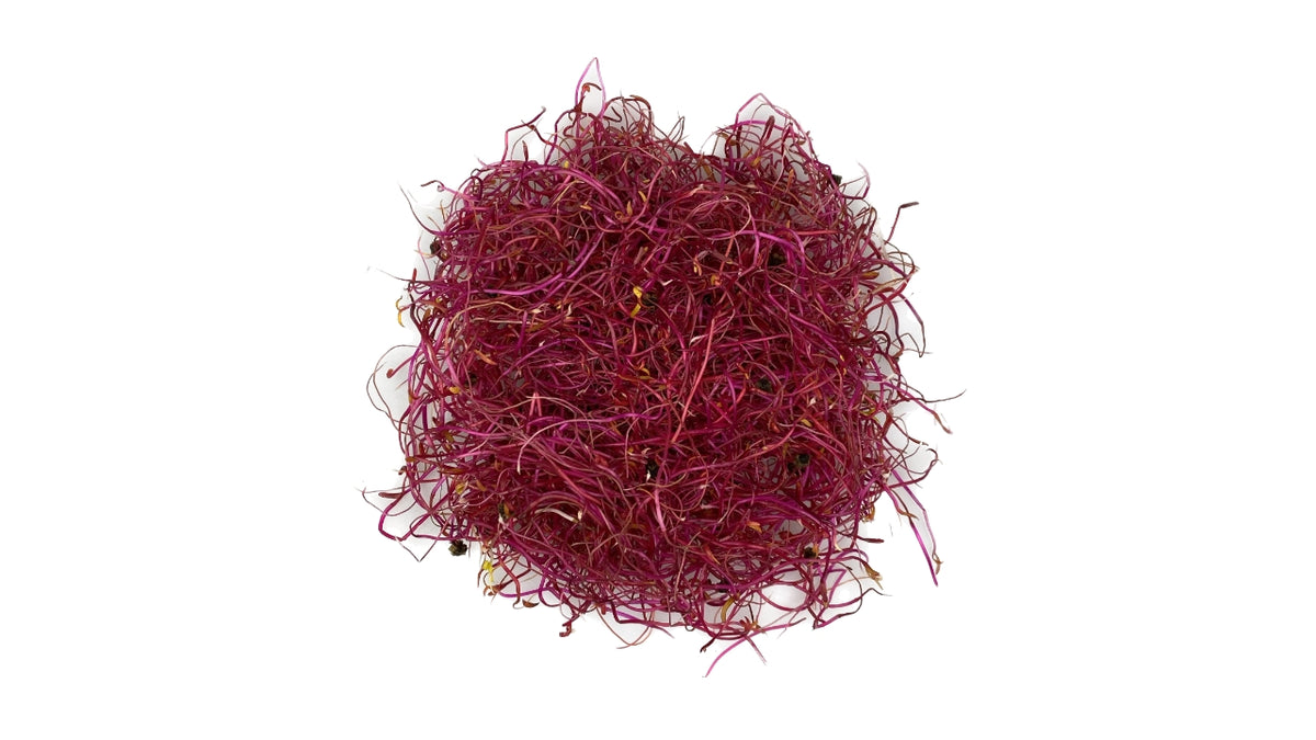 Øko Spirer Rødbede 50g (8)