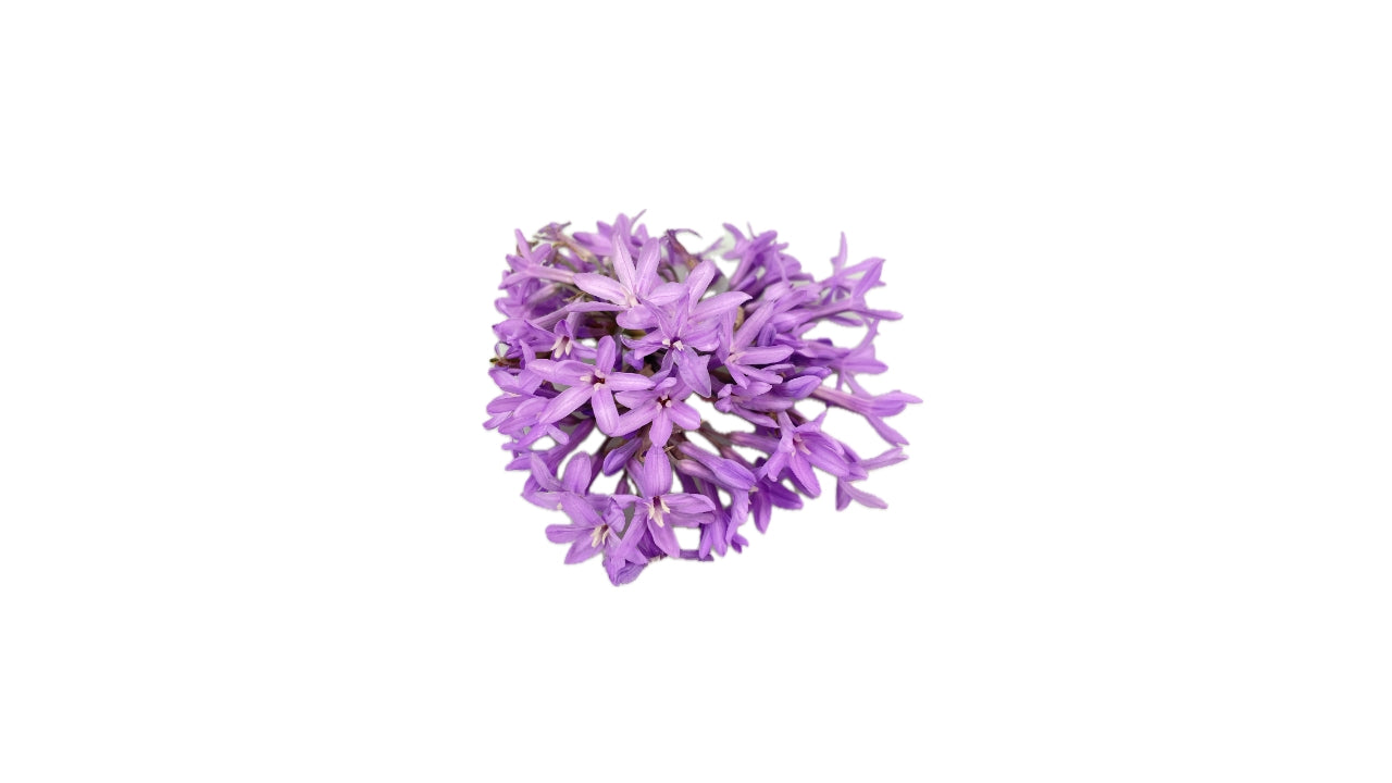 Spiseblomst Hvidløgsblomst ca 30 stk