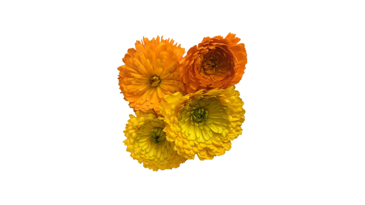Spiseblomst Morgenfrue mix 10 stk