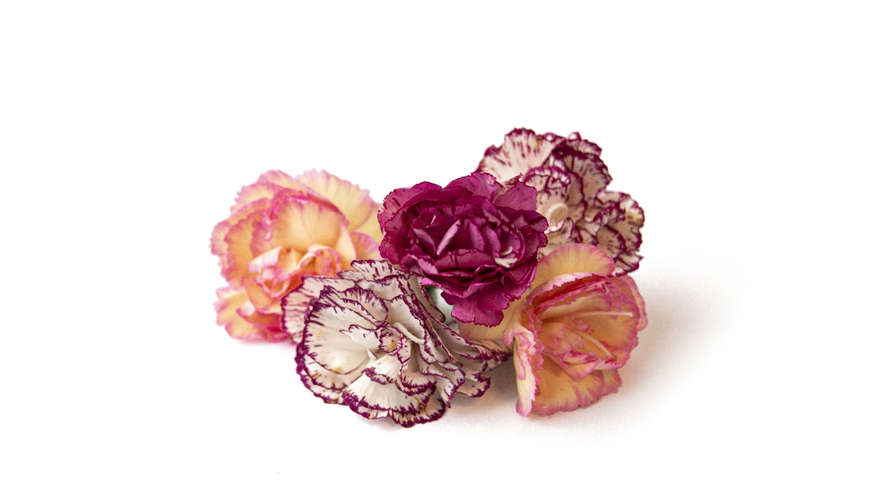 Spiseblomst Nellike 10 stk