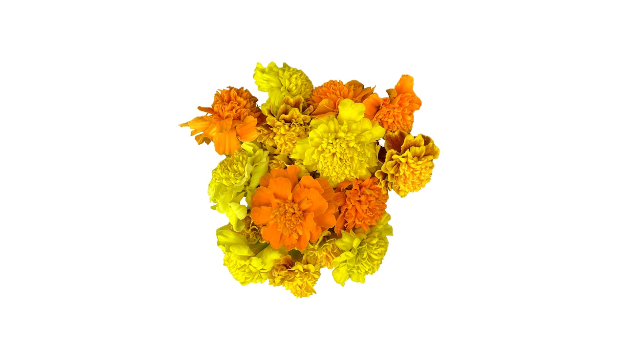 Spiseblomst Tagetes gul/orange 10 stk