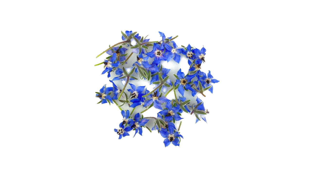 Spiseblomst Hjulkrone 30 stk