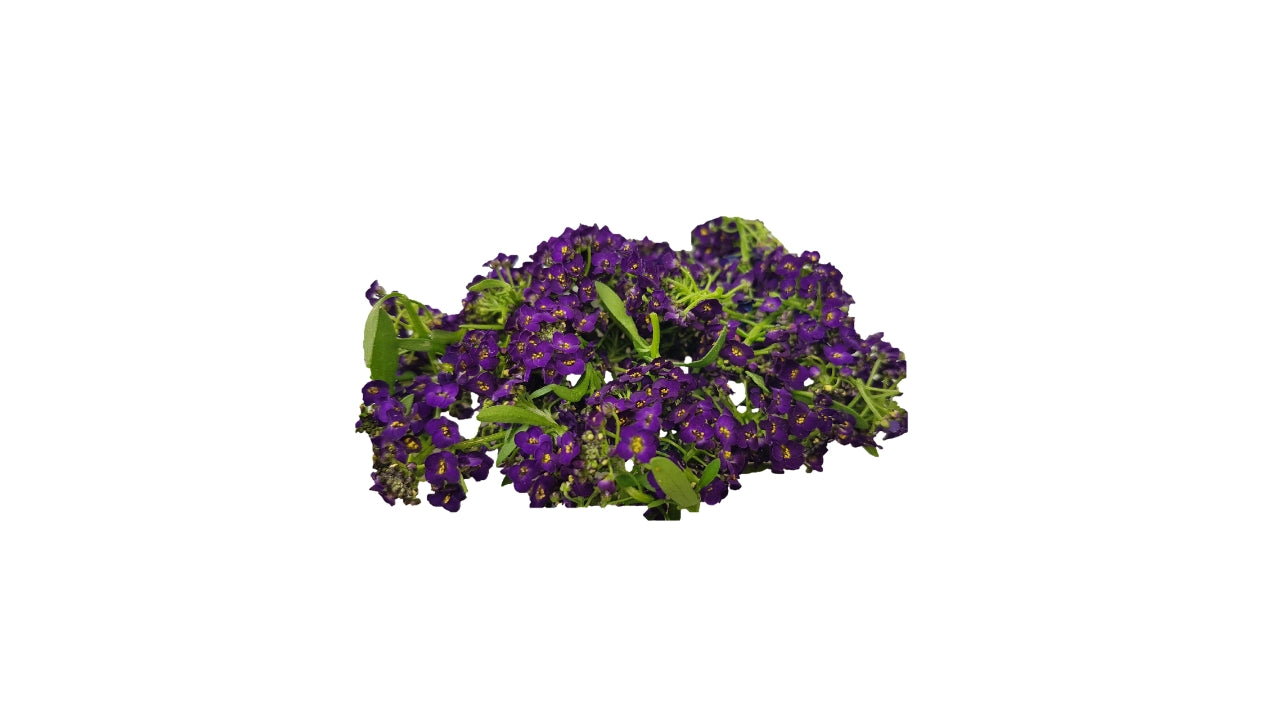 Spiseblomst Biblomme lilla bk 30 stk
