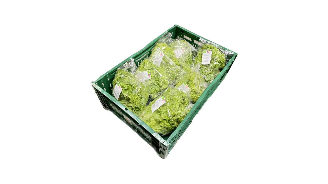 Øko Salat Crisp grøn 8stk DK