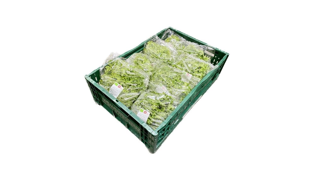 Øko Salat Batavia grøn 8stk DK