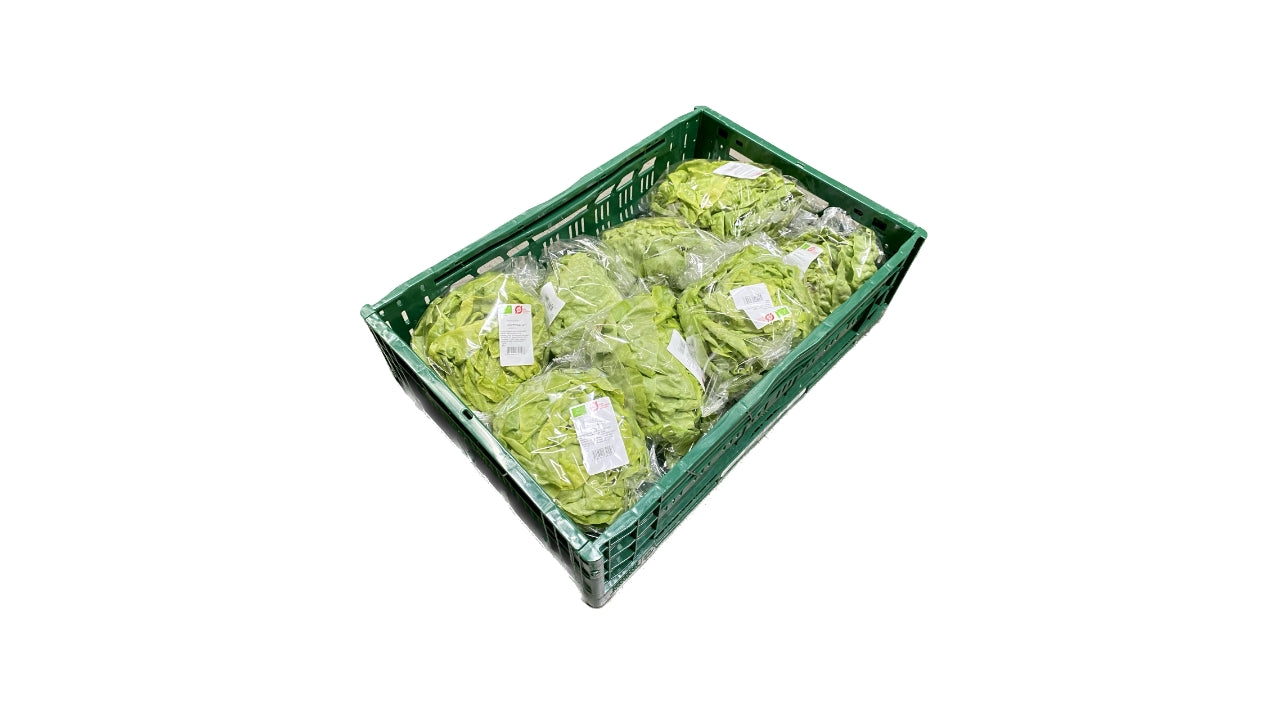 Øko Hovedsalat 8stk DK
