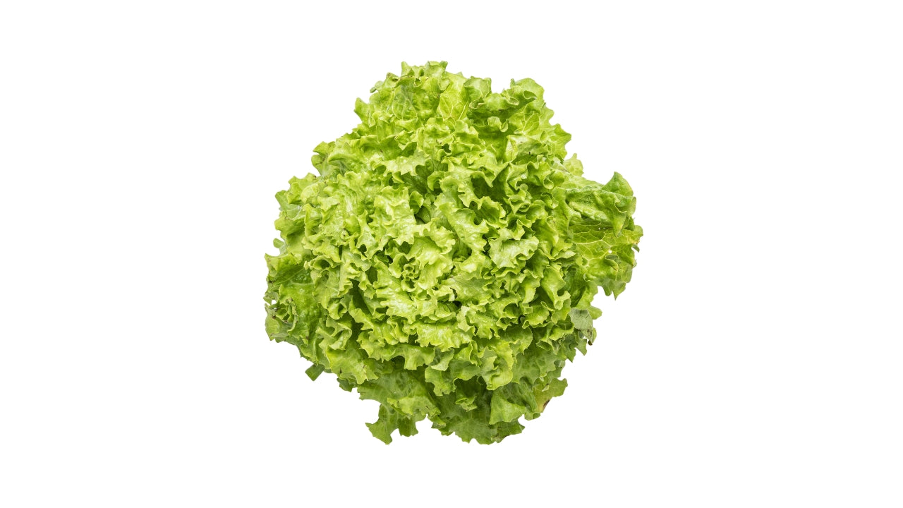 Øko Salat Egeblad grøn 8stk DK