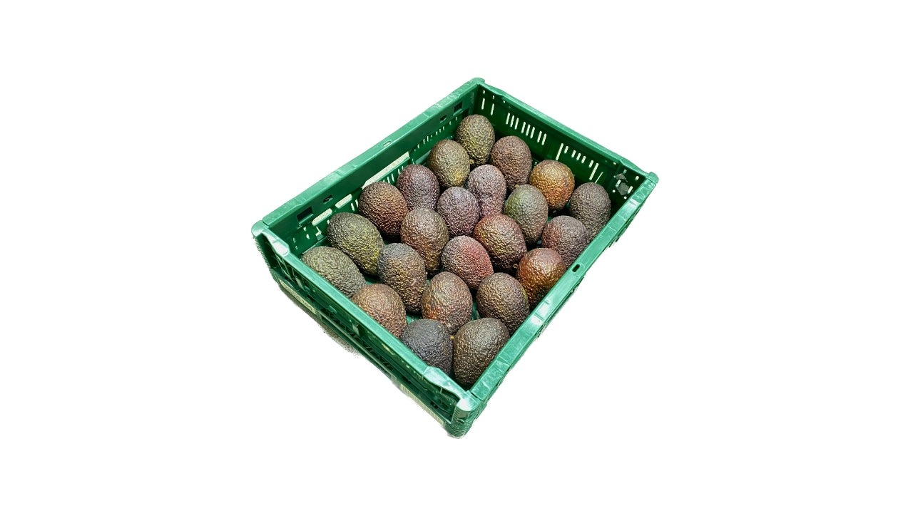 Øko Avocado 20-22 stk 4kg