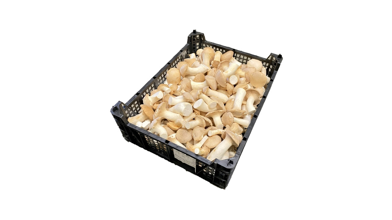 Øko Svampe kejserhatte 2kg