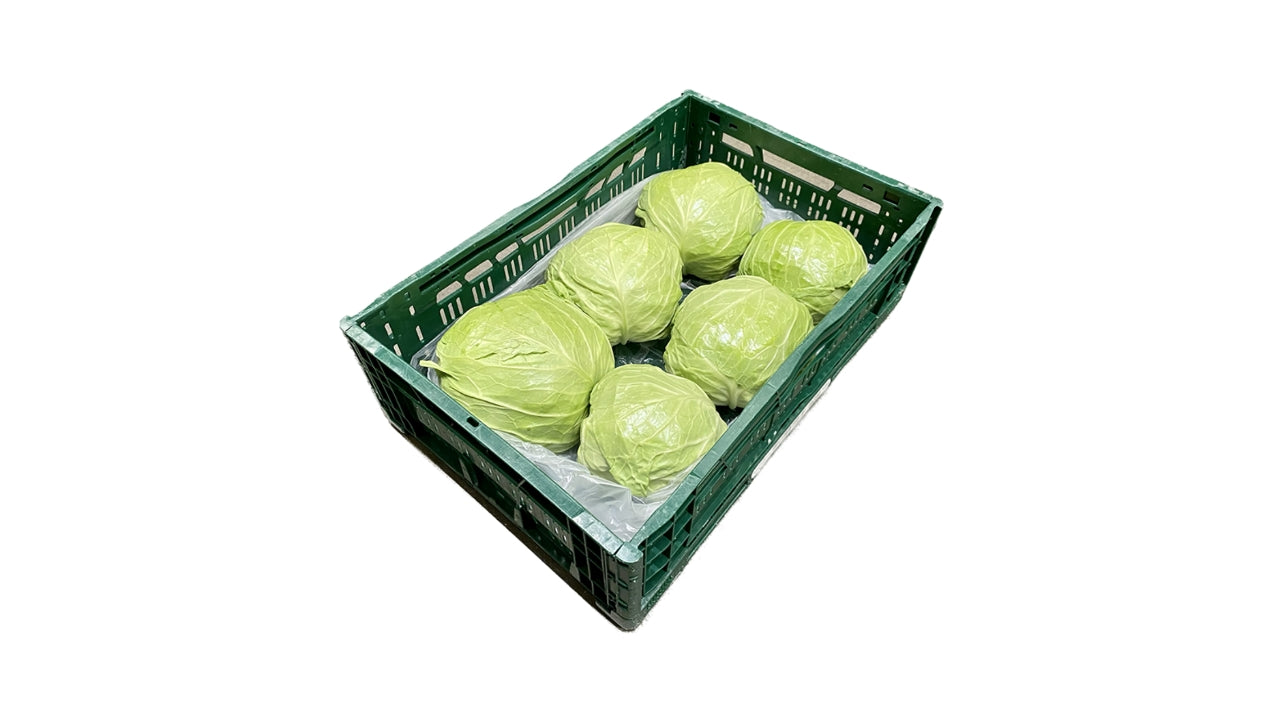 Øko Sommerhvidkål 6stk ca 6kg