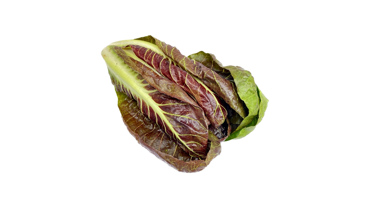 Øko Salat Radicchio (8)