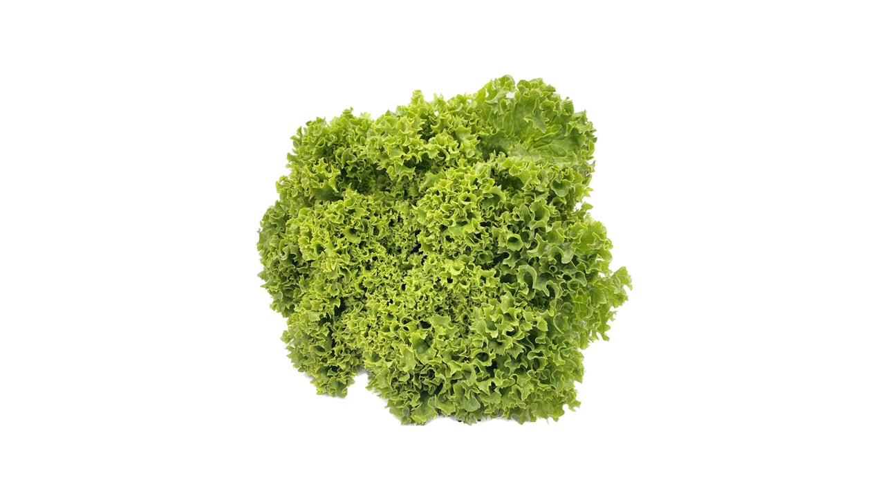 Øko Salat Lollo Bionda (8)
