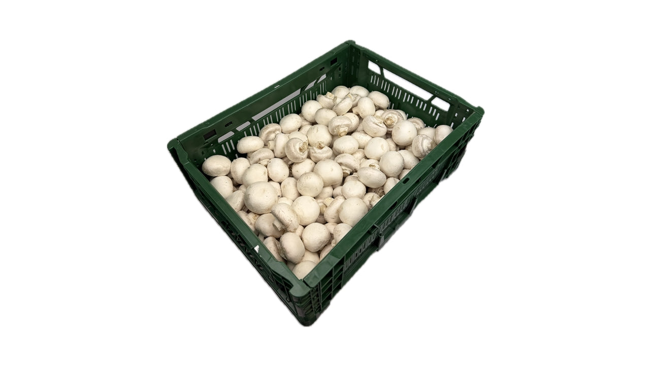 Øko Svampe Champignon Hvid 3kg