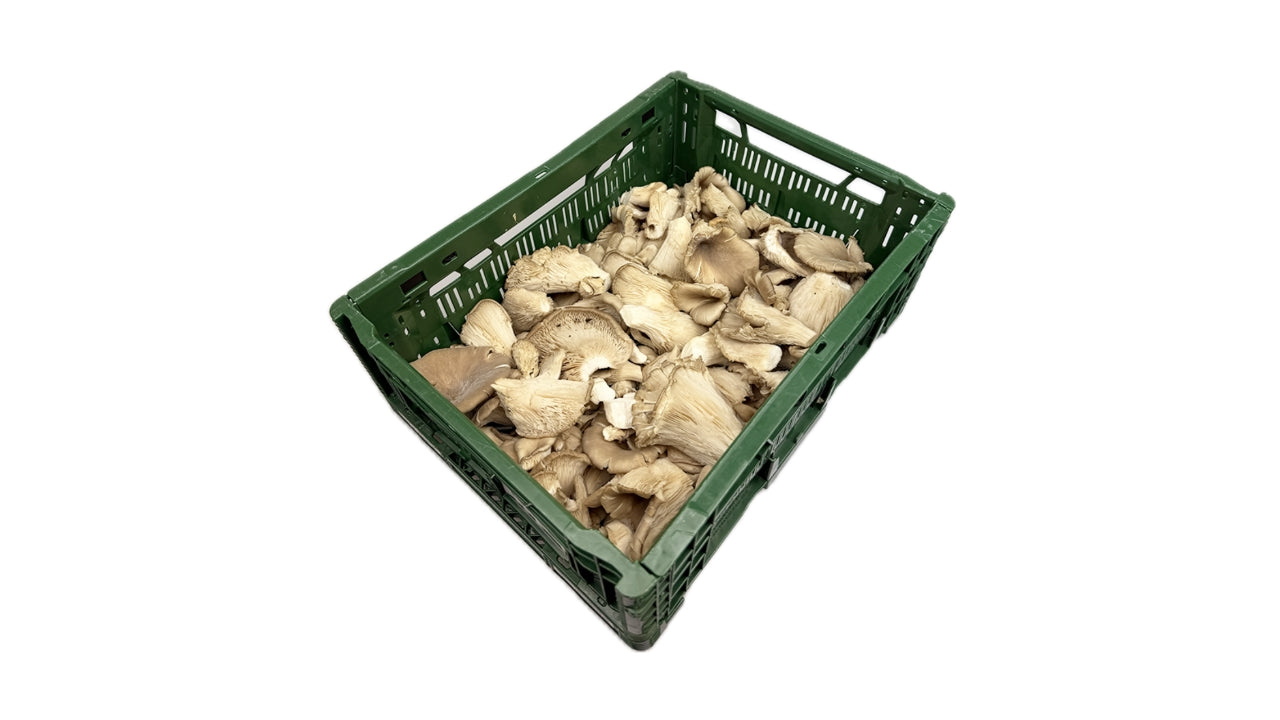 Øko Svampe Østershatte 1,5kg