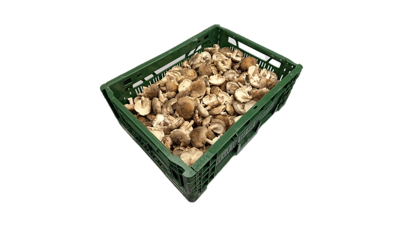 Øko Svampe Shii-take 2kg