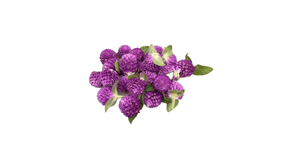 Spiseblomst Ungkarleknap 20-25stk lilla