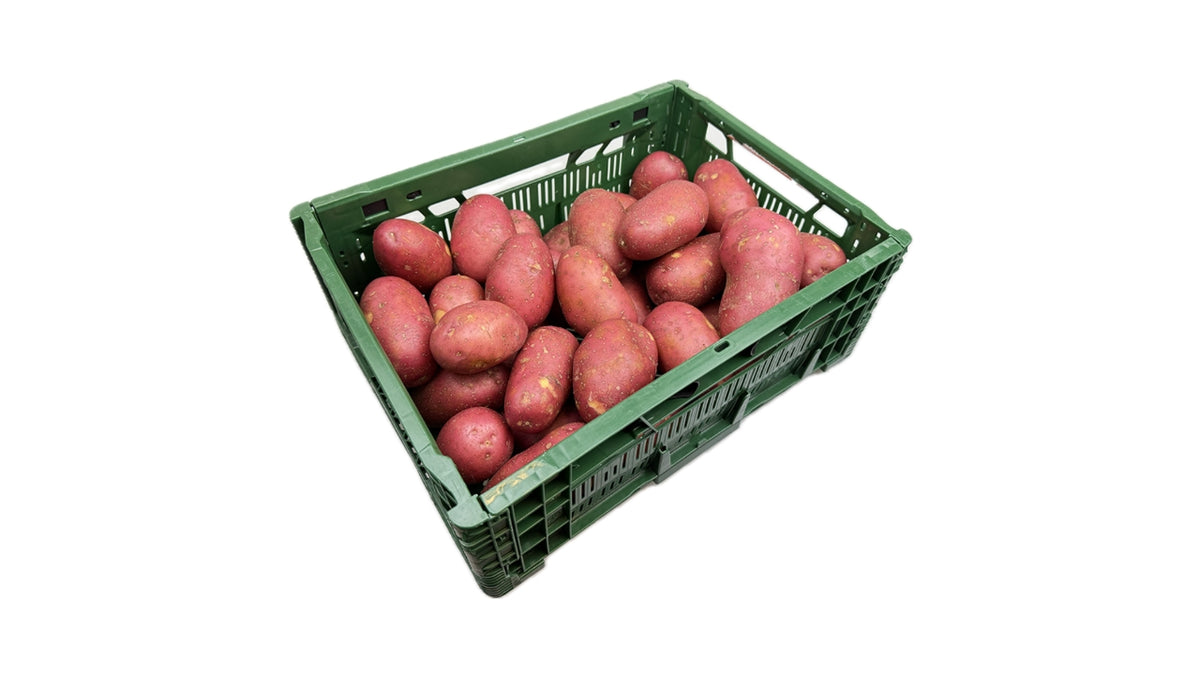 Øko Kartofler Bage Røde 55mm + 7kg