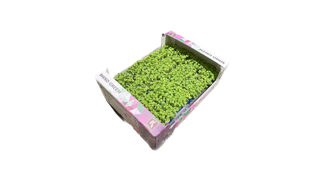 Cress Shiso Grøn