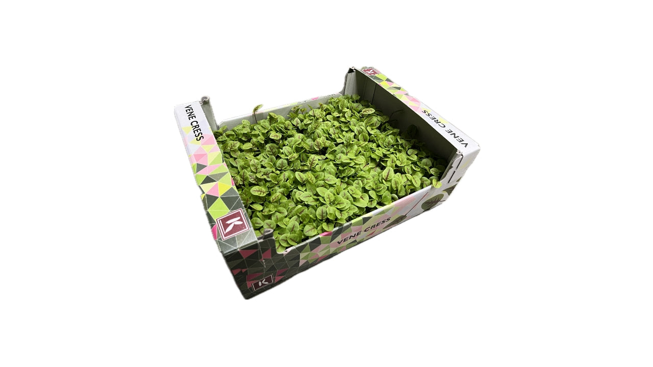 Karse Vene Cress