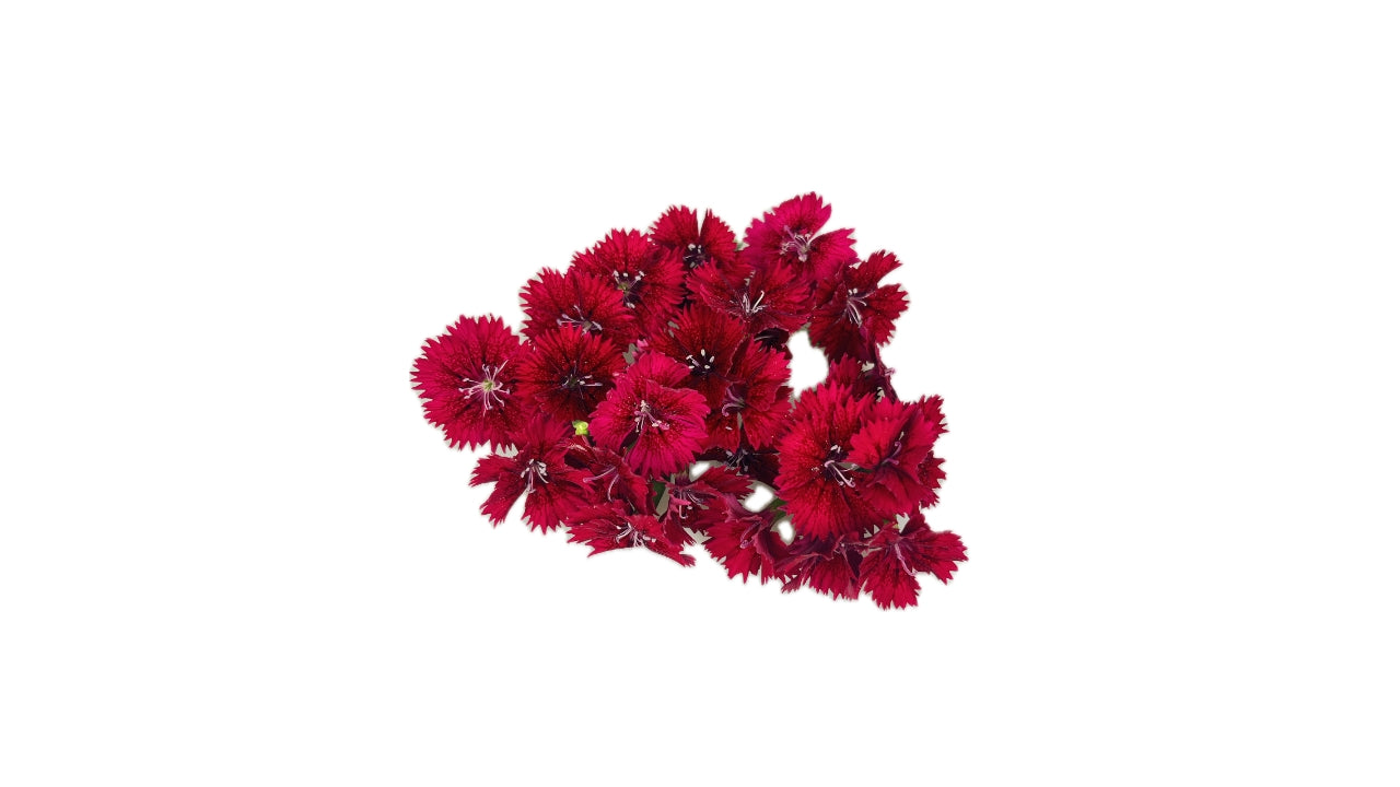 Spiseblomst Fivola Blossom ass. 50 stk (