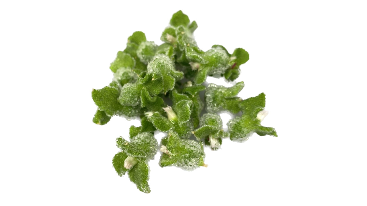 Spiseblomst BlinQ 20 stk (2)
