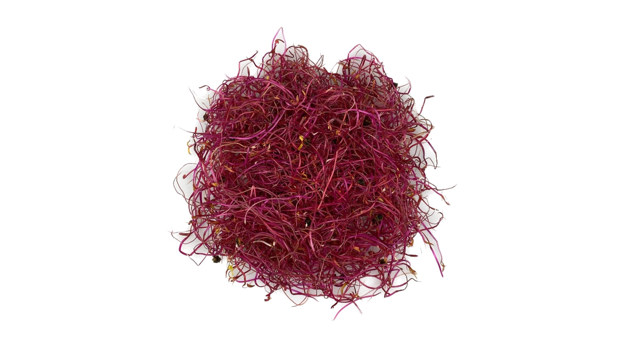 Spirer Rødbedespirer 50 g (8)