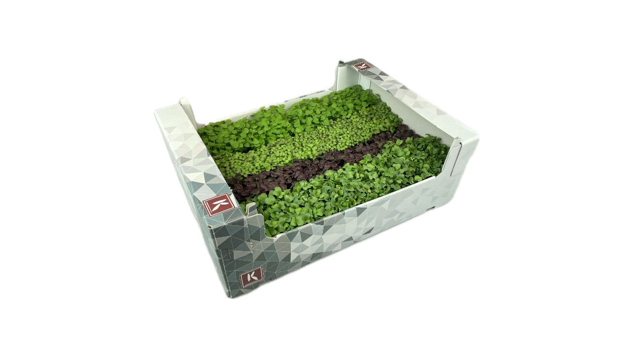 Cress Shiso mix