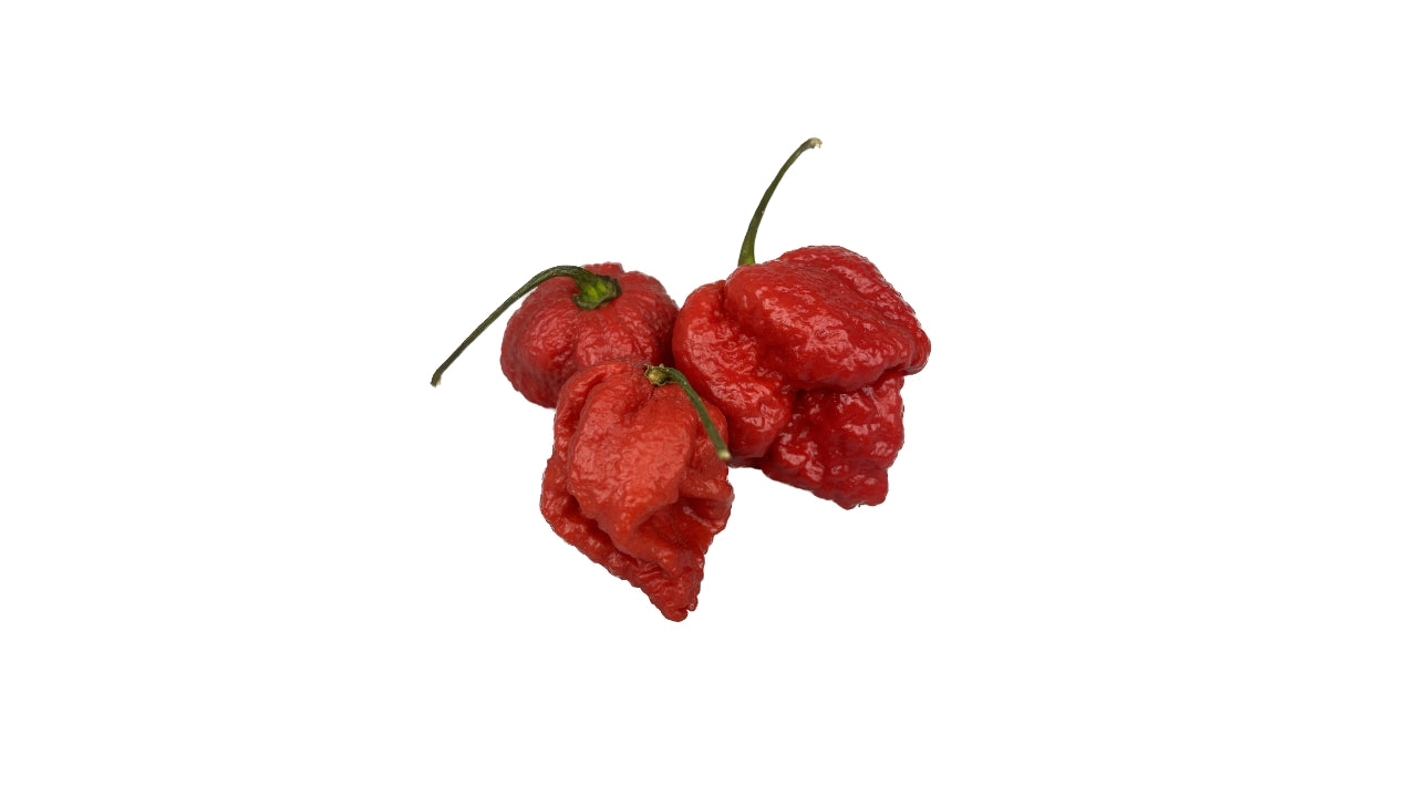 Chili Carolina reaper 50 g (8)