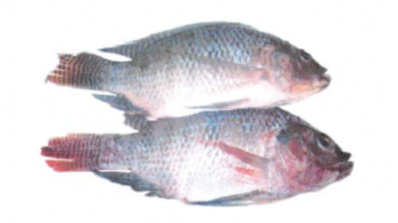 Tilapia hel renset 500-800g 4000g/3200g